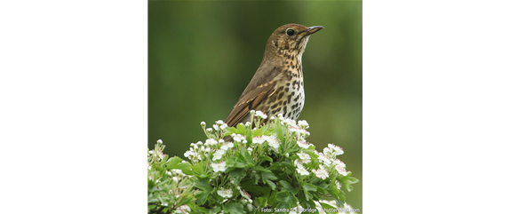 TOP 5 INSEKTENFREUNDLICHE PFLANZEN!