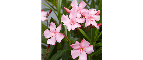 Oleander