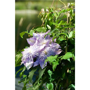 CLEMATIS!