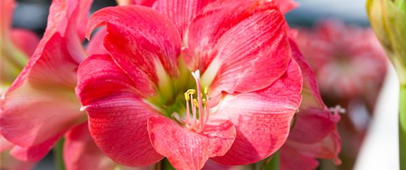 AMARYLLIS