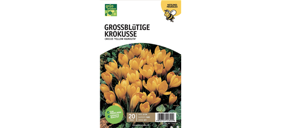 Großblüt. Krokusse