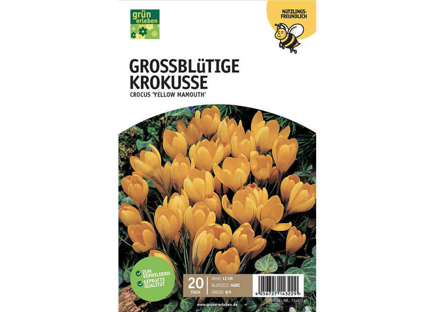 Großblüt. Krokusse