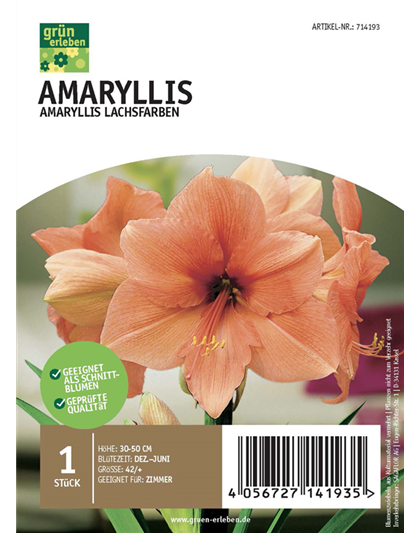 Amaryllis