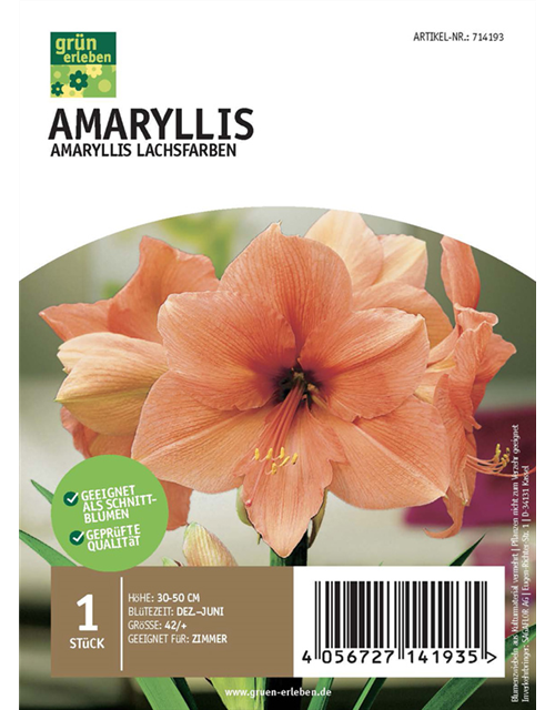 Amaryllis