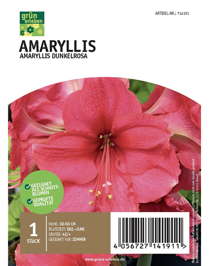 Amaryllis Dunkel 