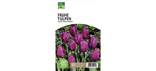 Einfache frühe Tulpen