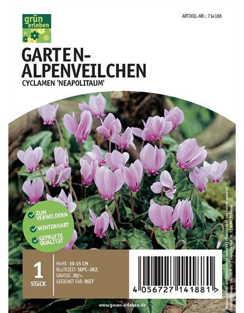 Garten-Alpenveilchen