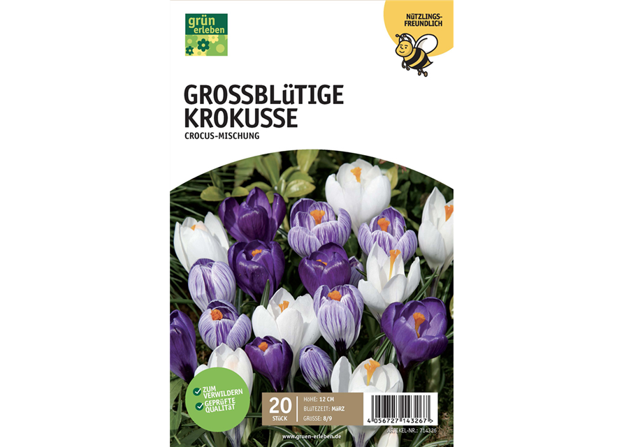 Krokus großblumig