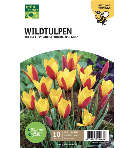 Botan. Wildtulpen