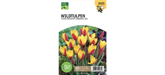 Botan. Wildtulpen