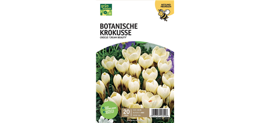 Botanische Krokusse