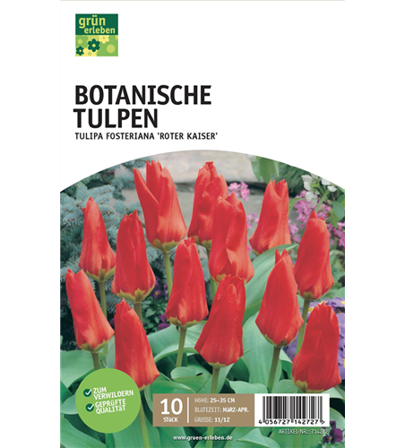 Botanische Tulpen