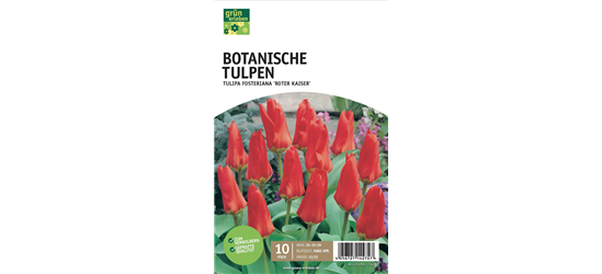 Botanische Tulpen