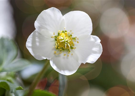 SCHöNE CHRISTROSEN!