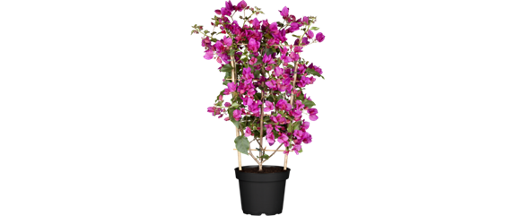 Pflanze des Monats Mai: Bougainvillea